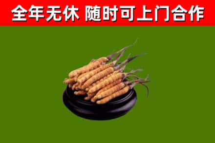 湖里区回收散虫草