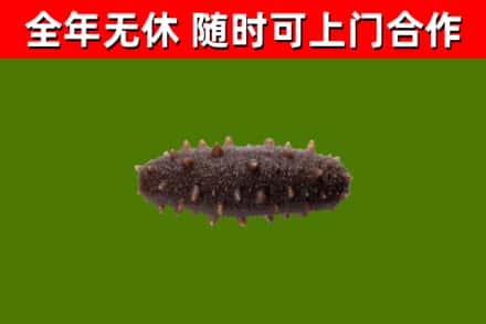 湖里区回收海参干